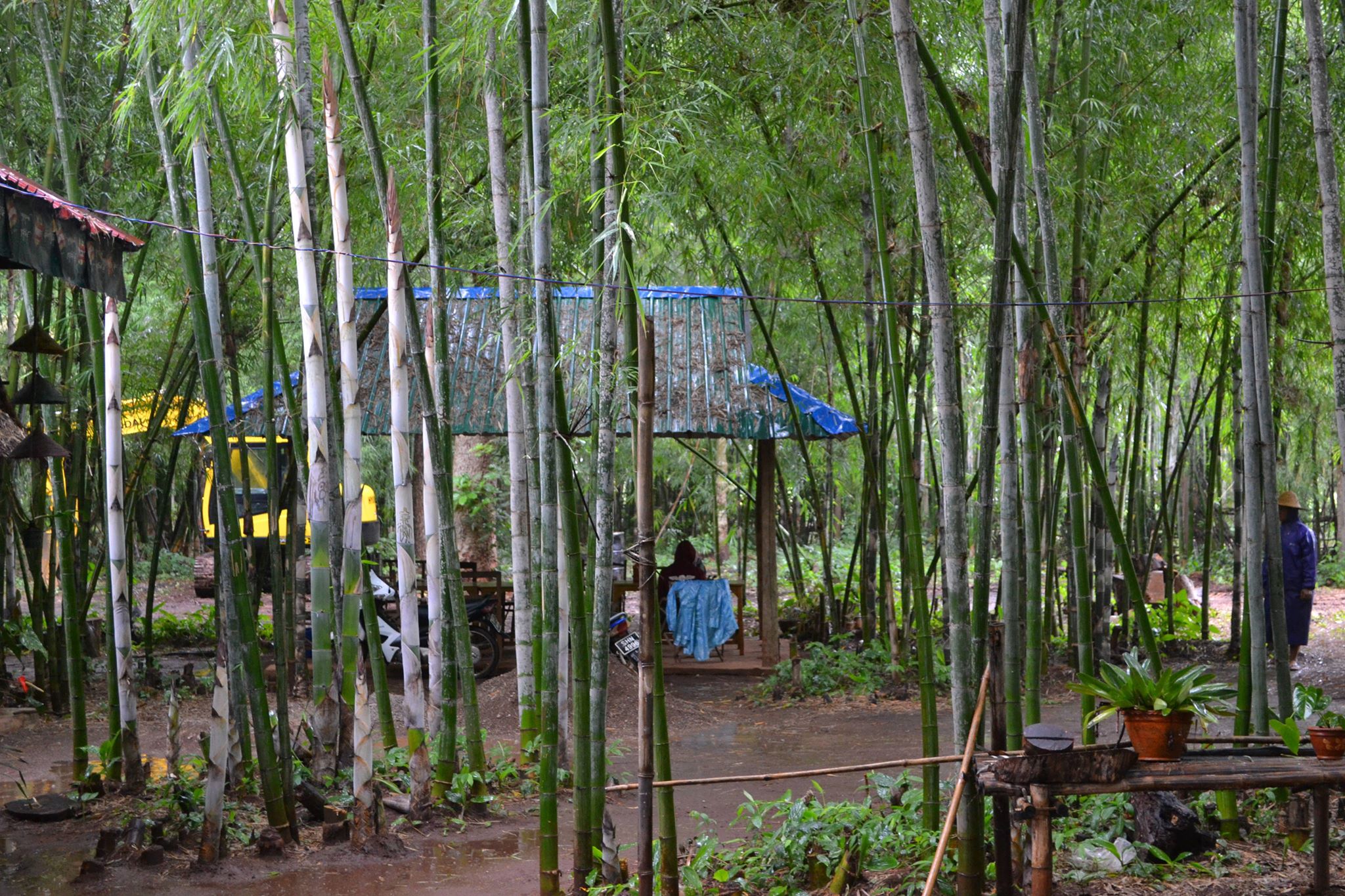 Bambuszerdő közepén bambuszétterem