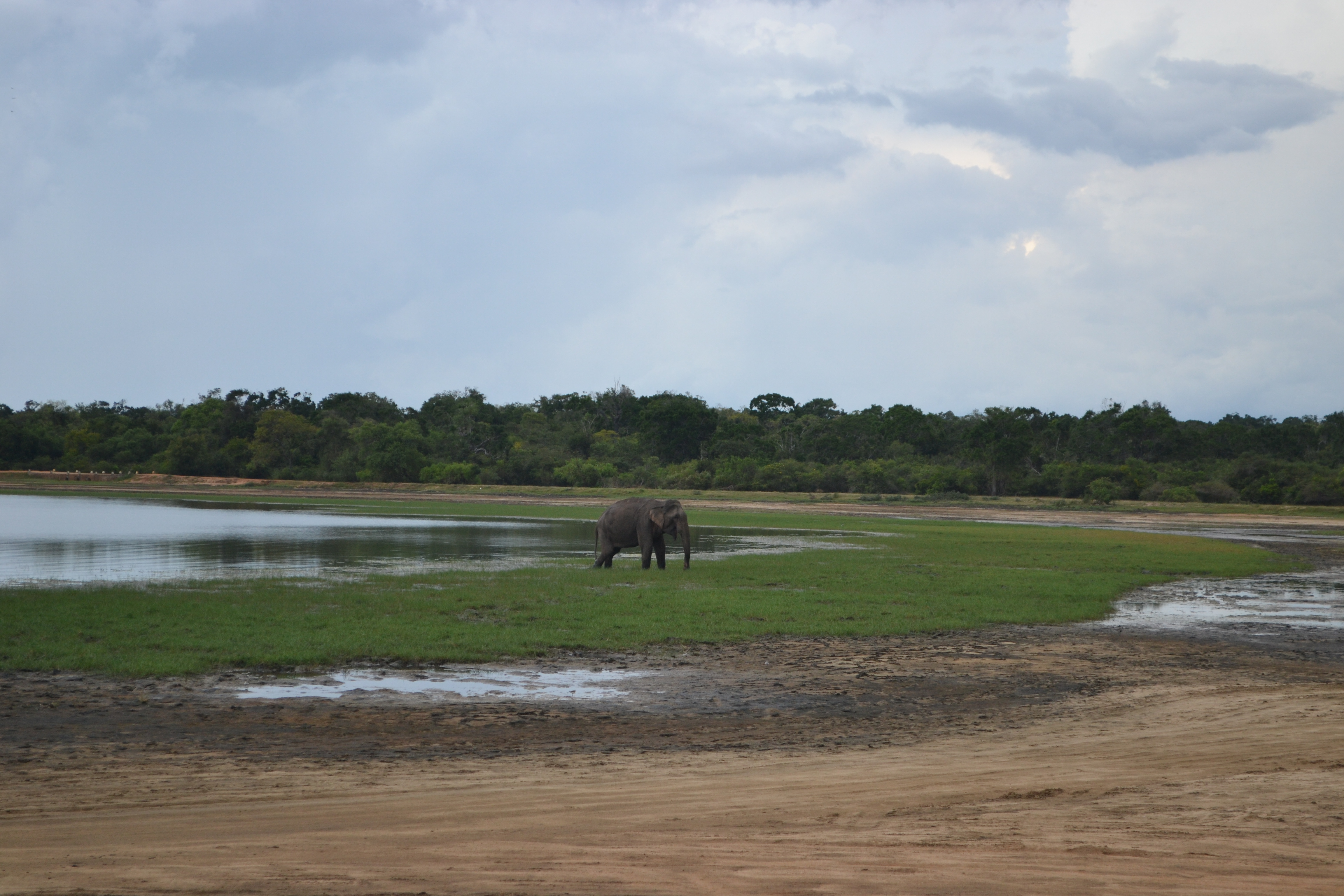 Nemzeti park Sri Lankán, és egy vadon élő elefánt a természetes környezetében
