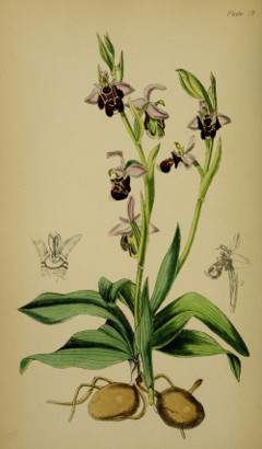 Orchidea