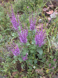 Salvia judaica