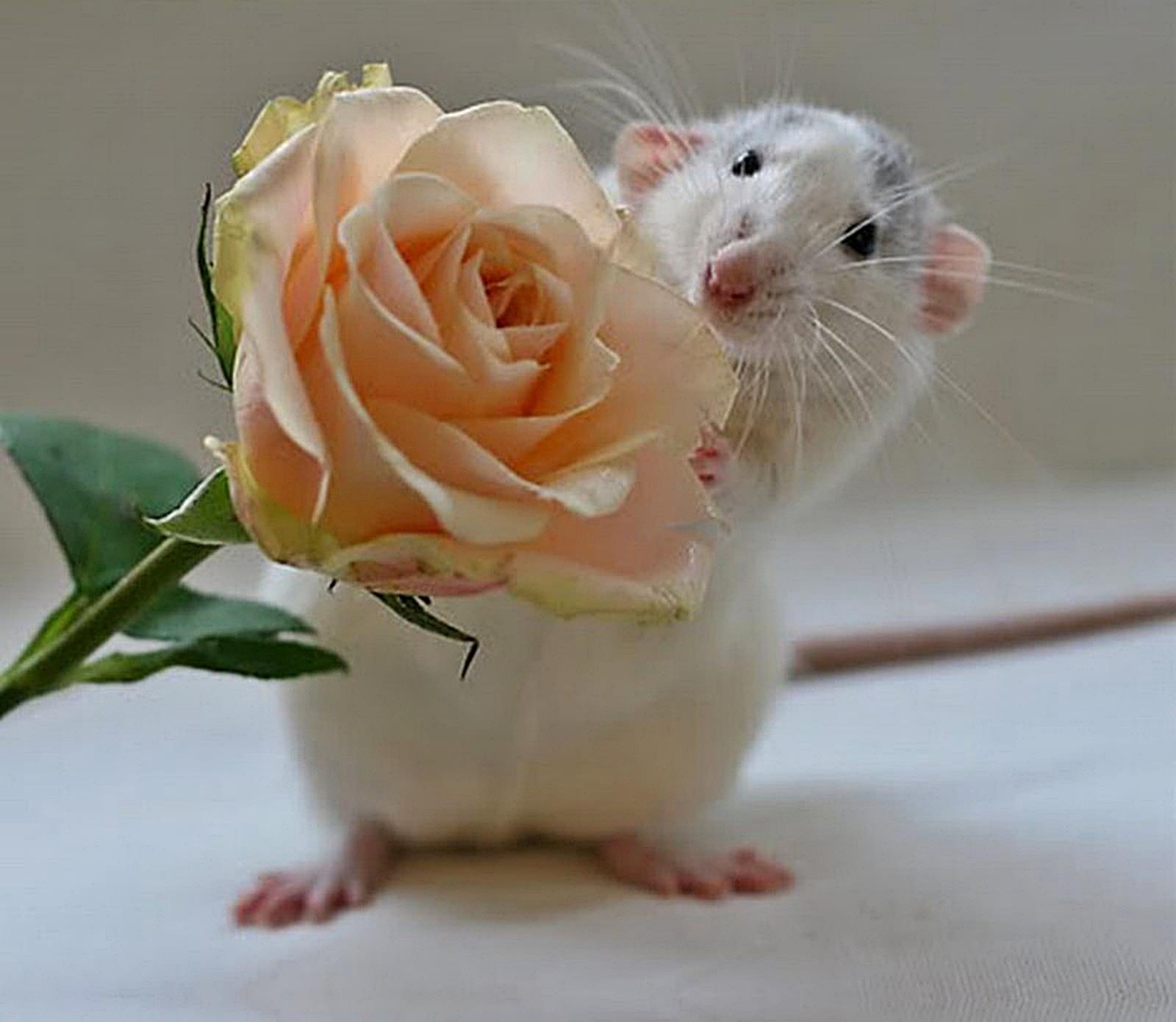 День крысы картинки прикольные. Хомяк с цветочком. Хомячок с цветами. Крыса с букетом. Крыса с цветочком.