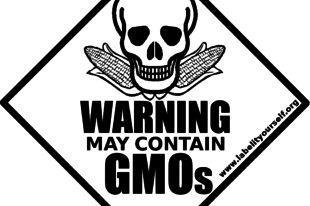 Toxikus és tápanyagszegény a GMO kukorica