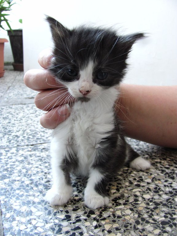 Barba Negra