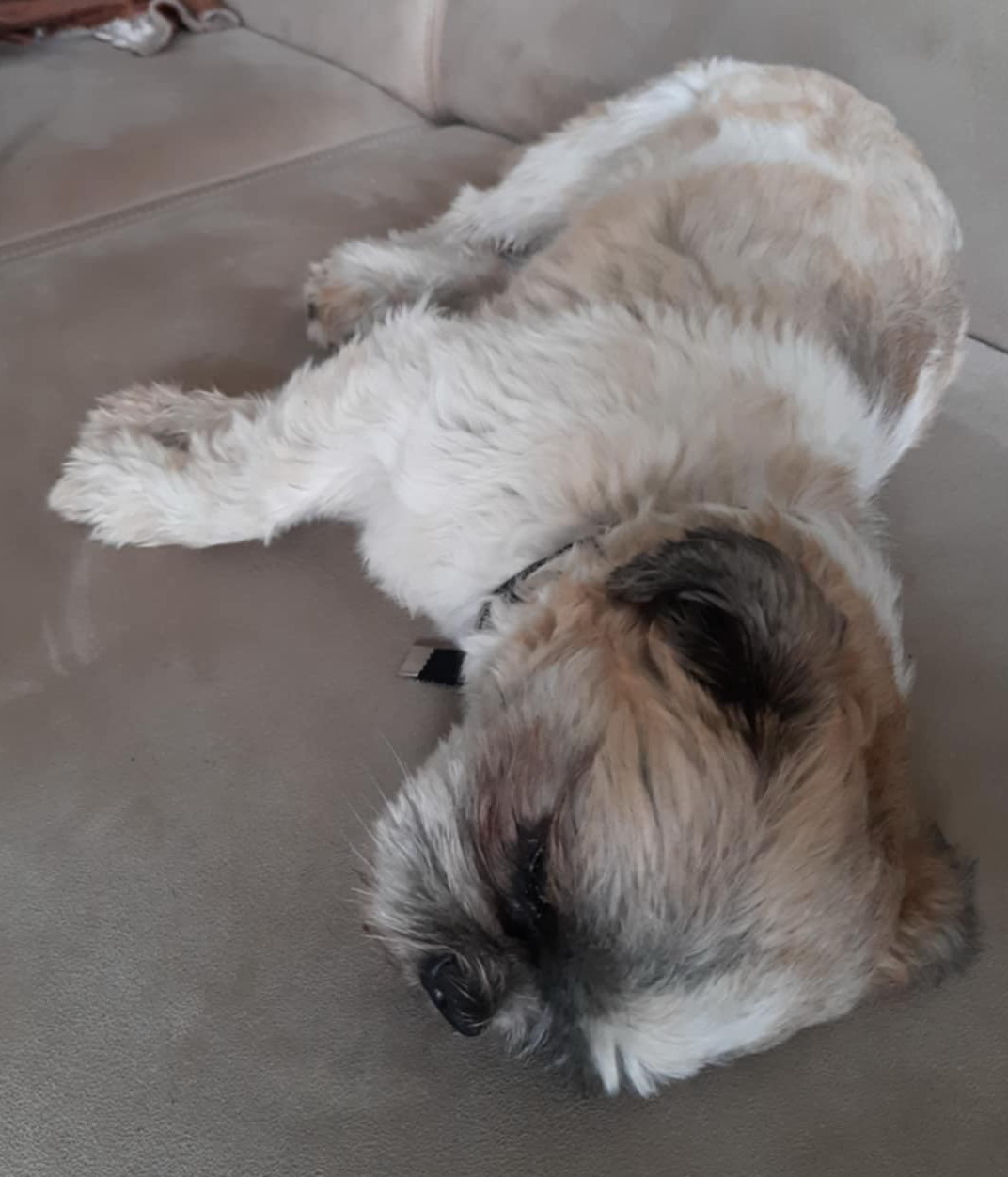 dog2.jpg