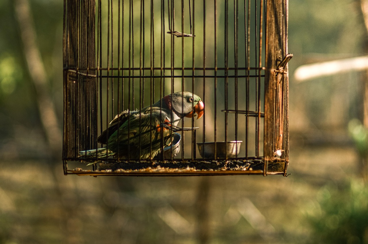 cage-5636817_1280_1.jpg