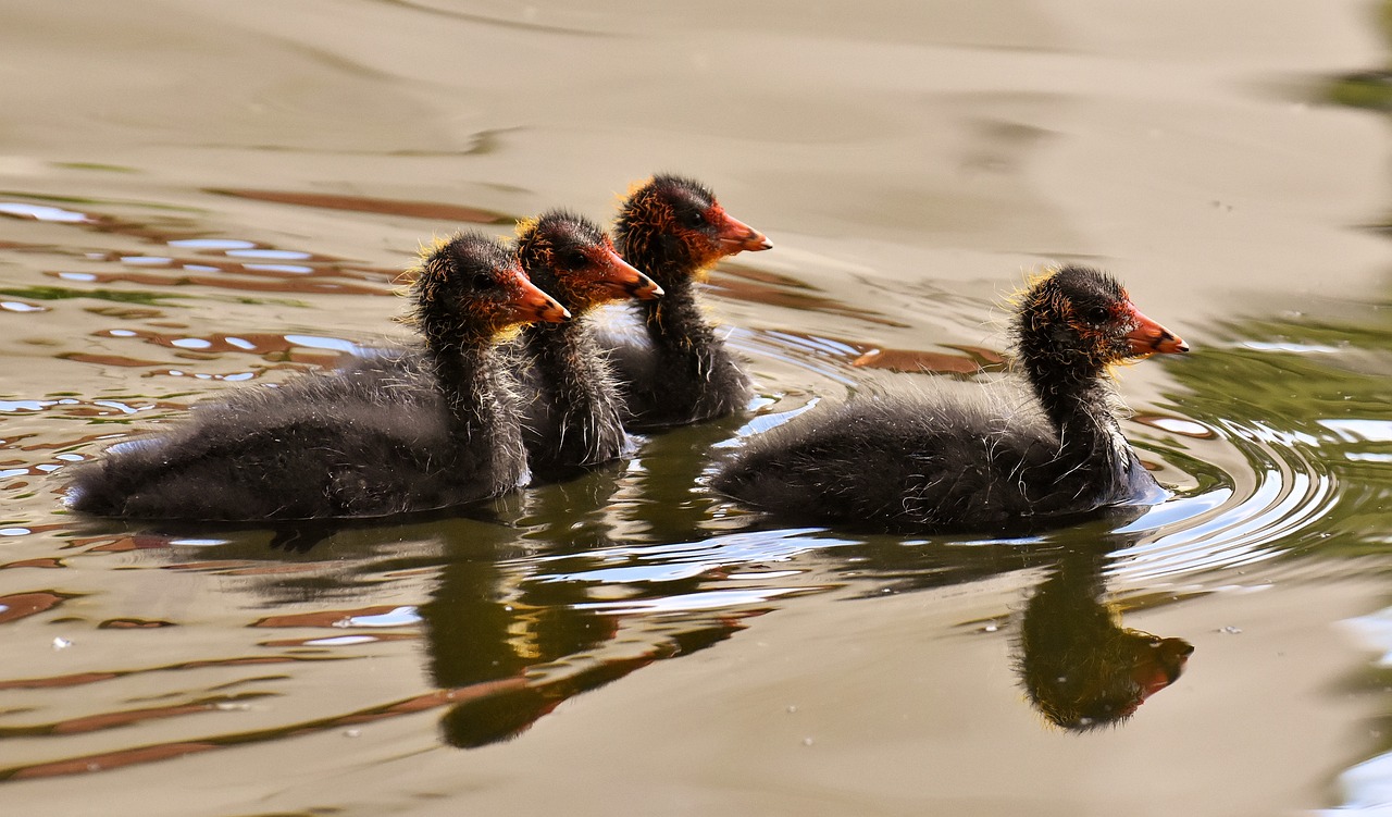 coots-3461236_1280.jpg