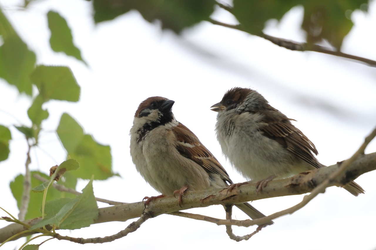 sparrows-4908725_1280.jpg