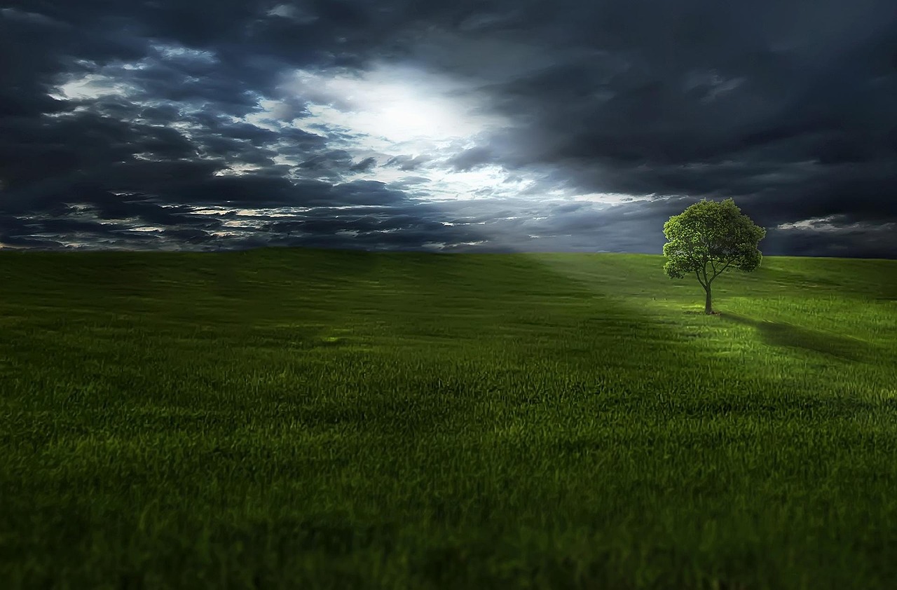 tree-736888_1280.jpg