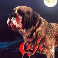 Stephen King : Cujo