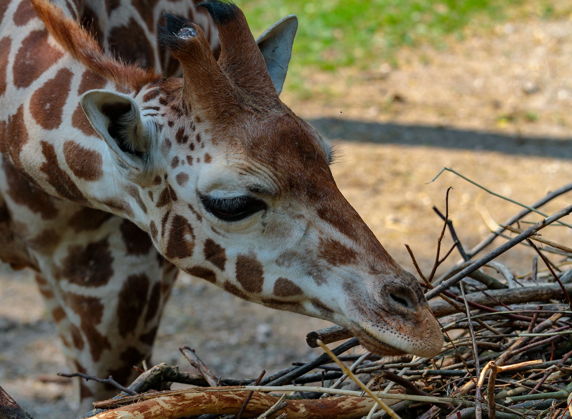 giraffe-3807645_1920.jpg