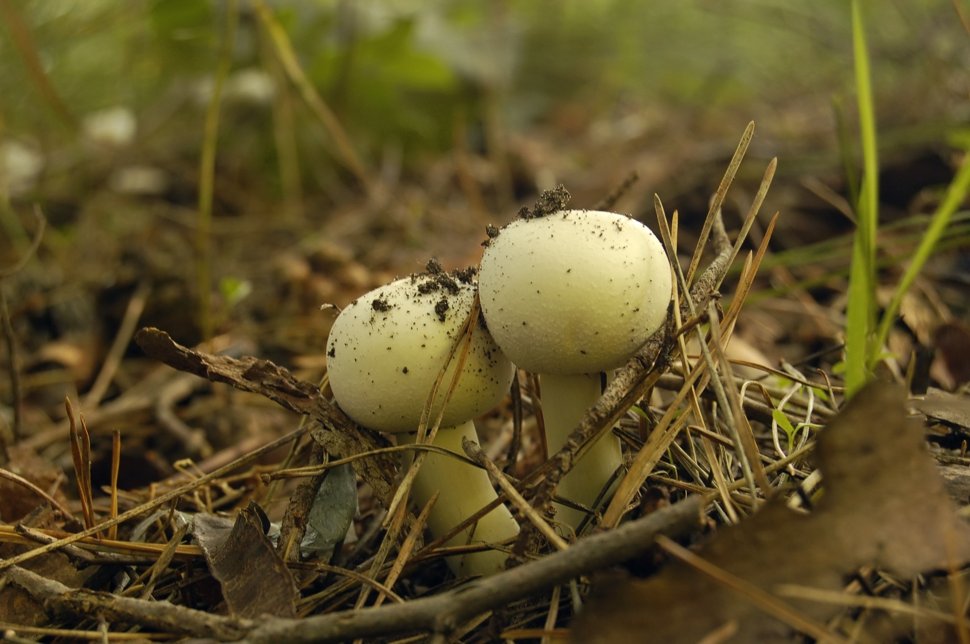 mushrooms-1236775_1920.jpg