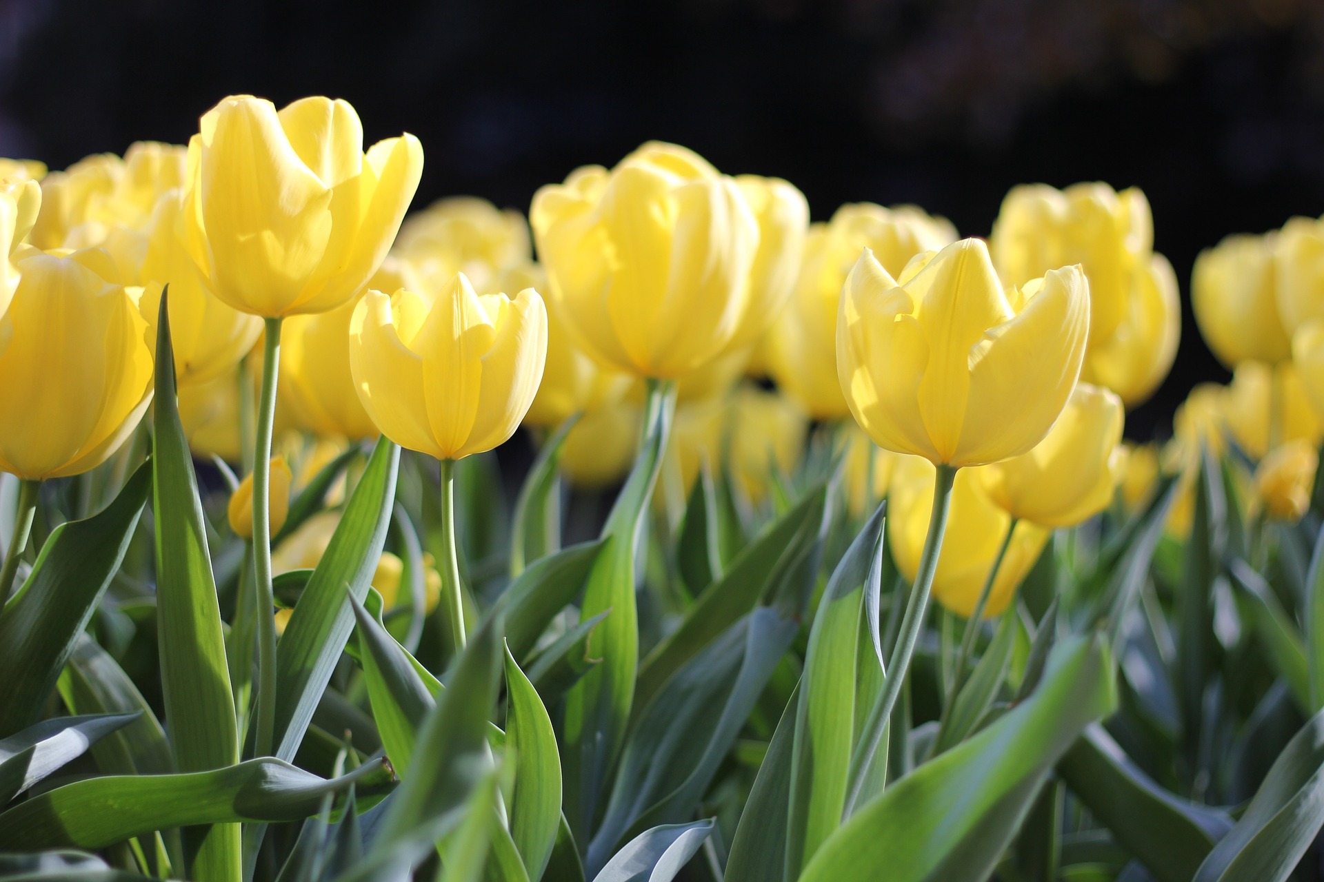 tulips-1083572_1920.jpg