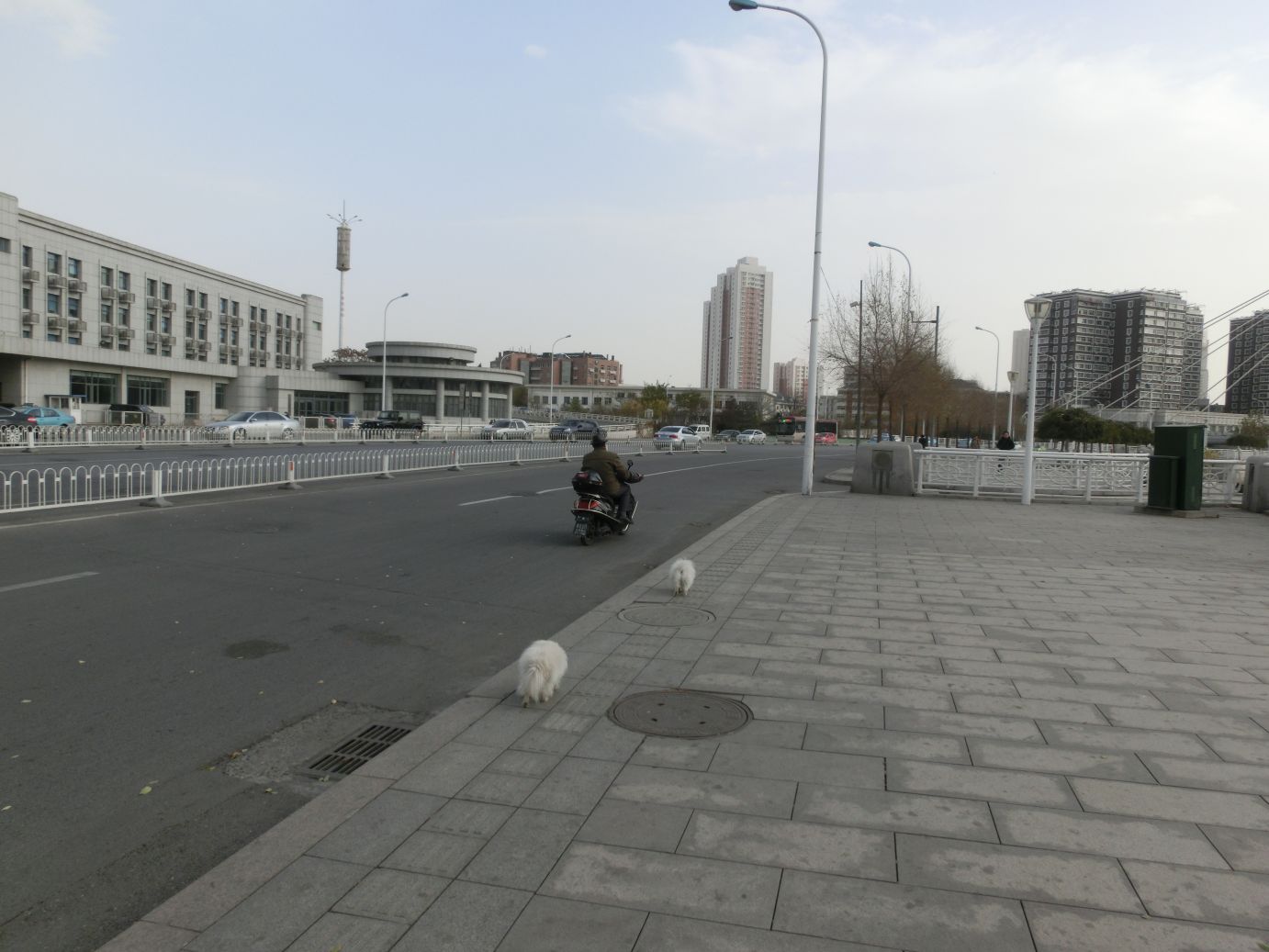 Kínában kevés a kutya. (Nem röhög.) De a meglévőket általában babakocsiban vagy motorral sétáltatják. 