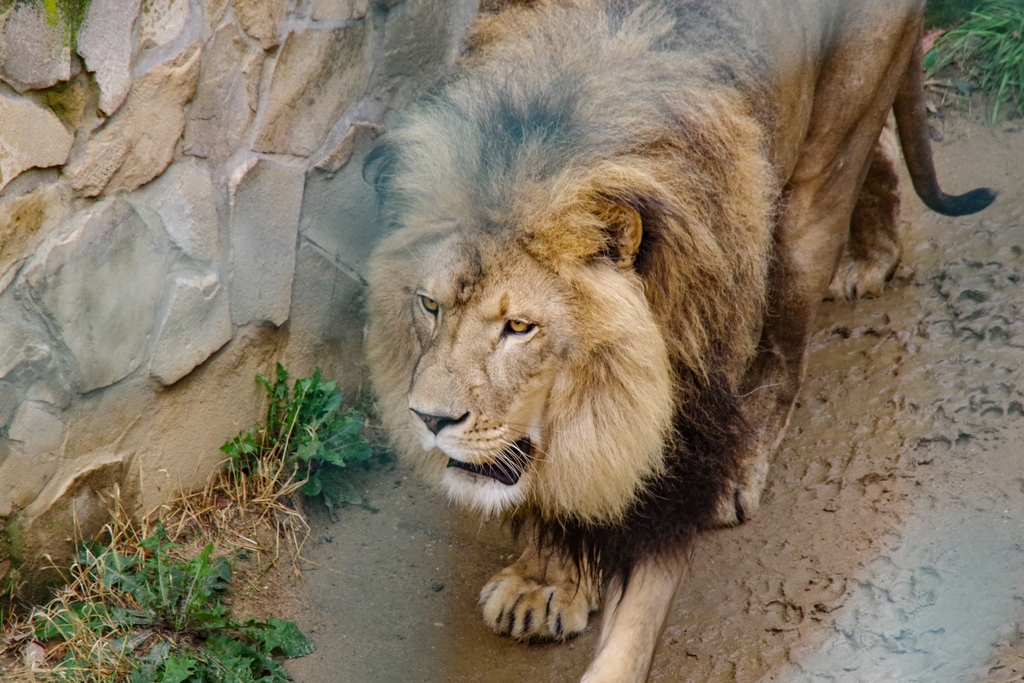 Pécs Zoo