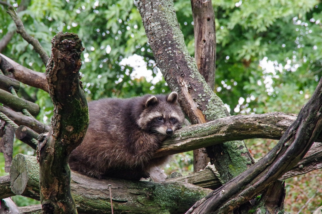 Pécs Zoo