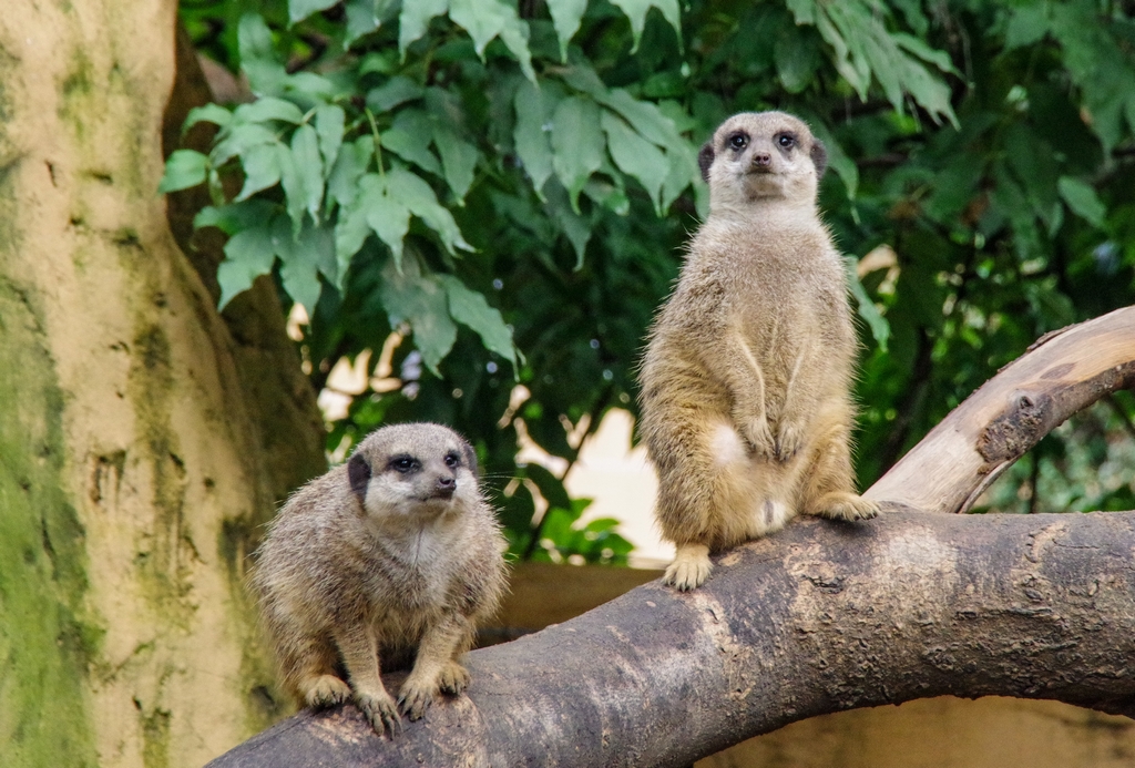 Pécs Zoo