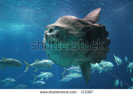 stock-photo-ocean-sunfish-mola-mola-in-lisbon-oceanarium-113367_1.jpg