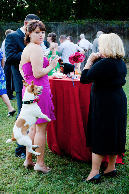 jumping-dog-at-wedding.jpg
