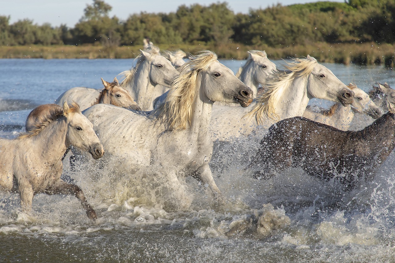 camargue-4642101_1280.jpg