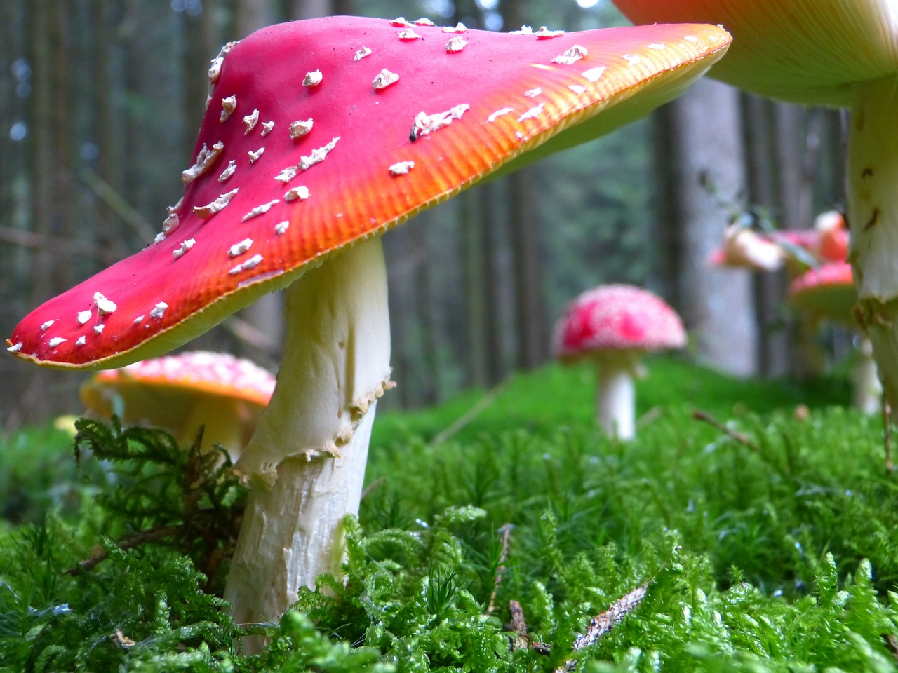 fly-agaric-468788_1280.jpg