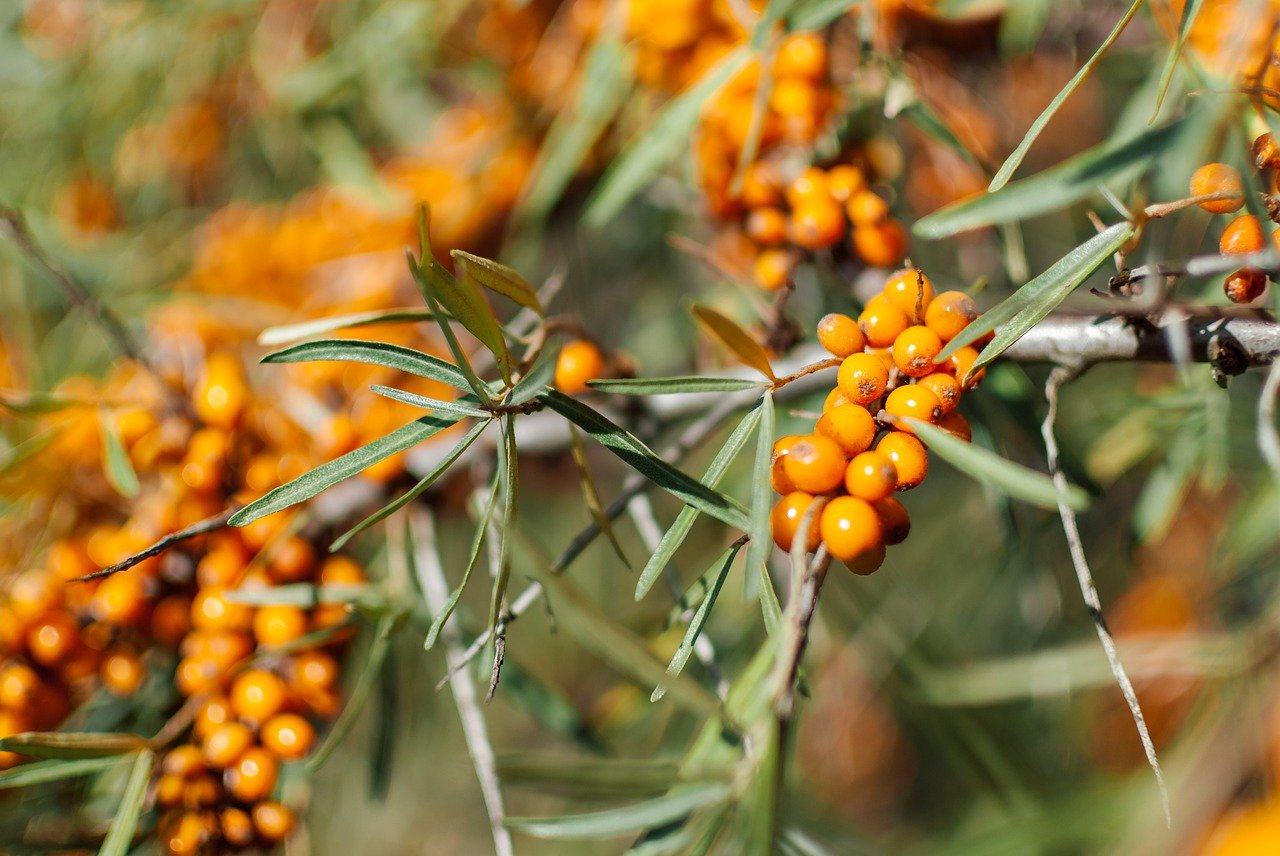 sea-buckthorn-4476860_1280.jpg