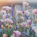 Menopauza és a természet ereje?