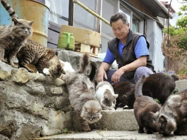 Tashirojima - a Macskák Szigete