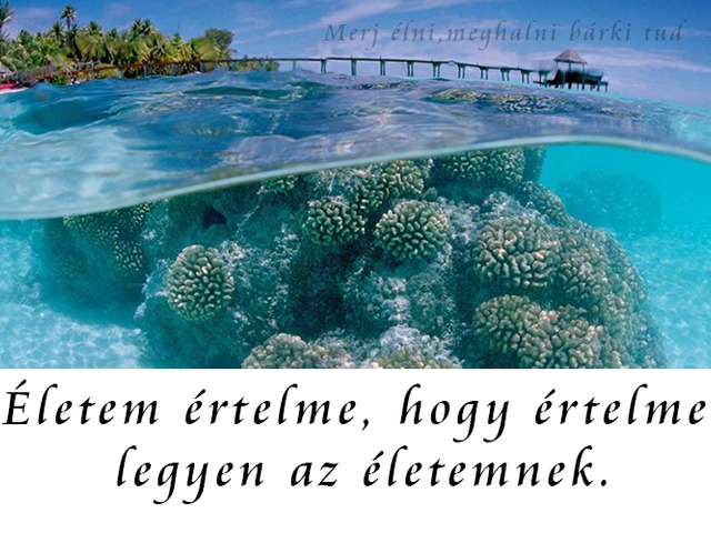 519. Életem értelme, hogy értelme legyen az életemnek.