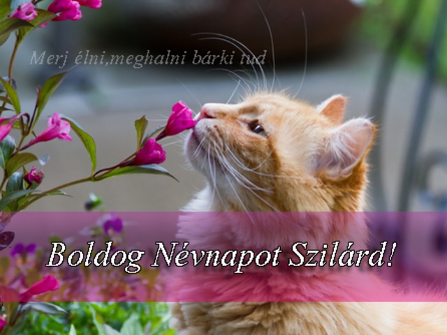 Boldog Névnapot Szilárd! 