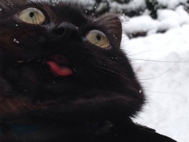 Macskák akik először látnak havat