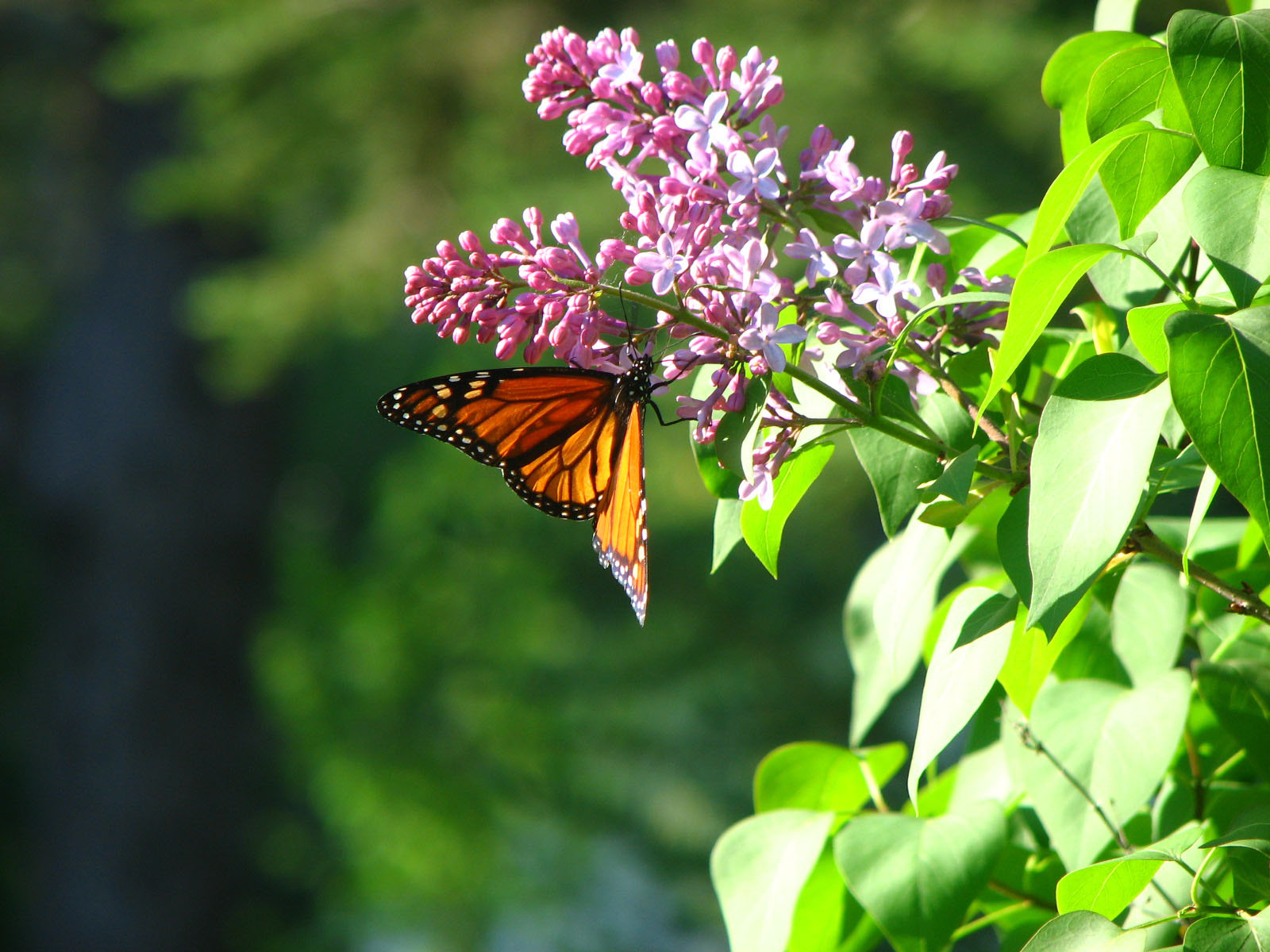 celebration-of-spring-season.jpg