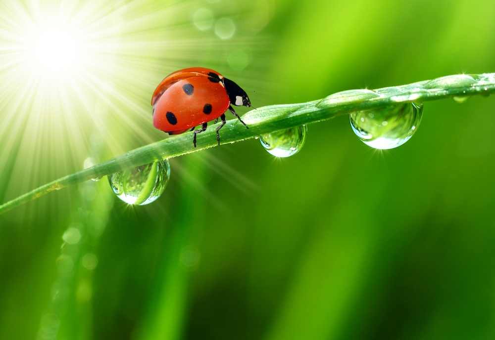 ladybird_shutterstock_42874924.jpg