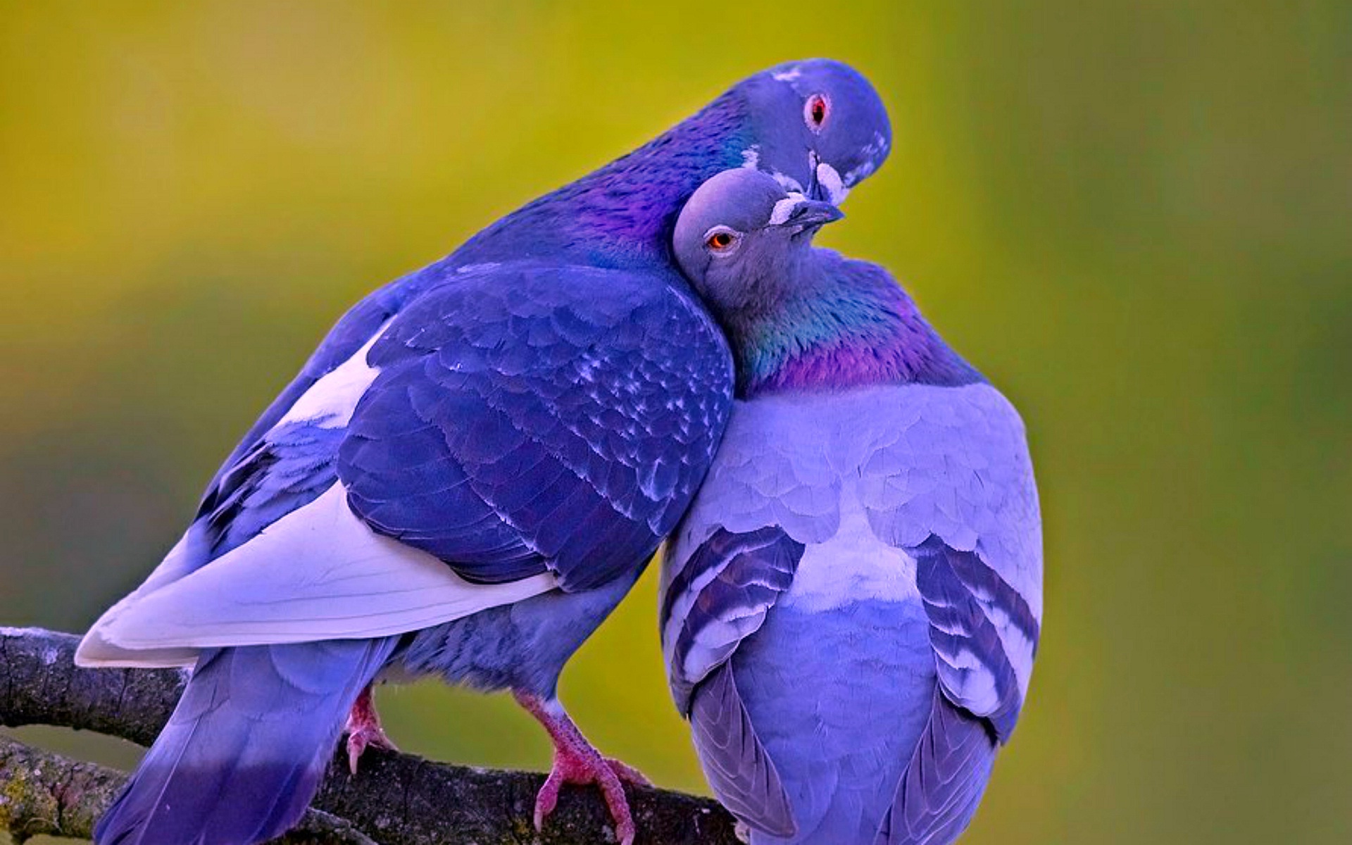 lovely-pigeon-birds-kissing-couple.jpg