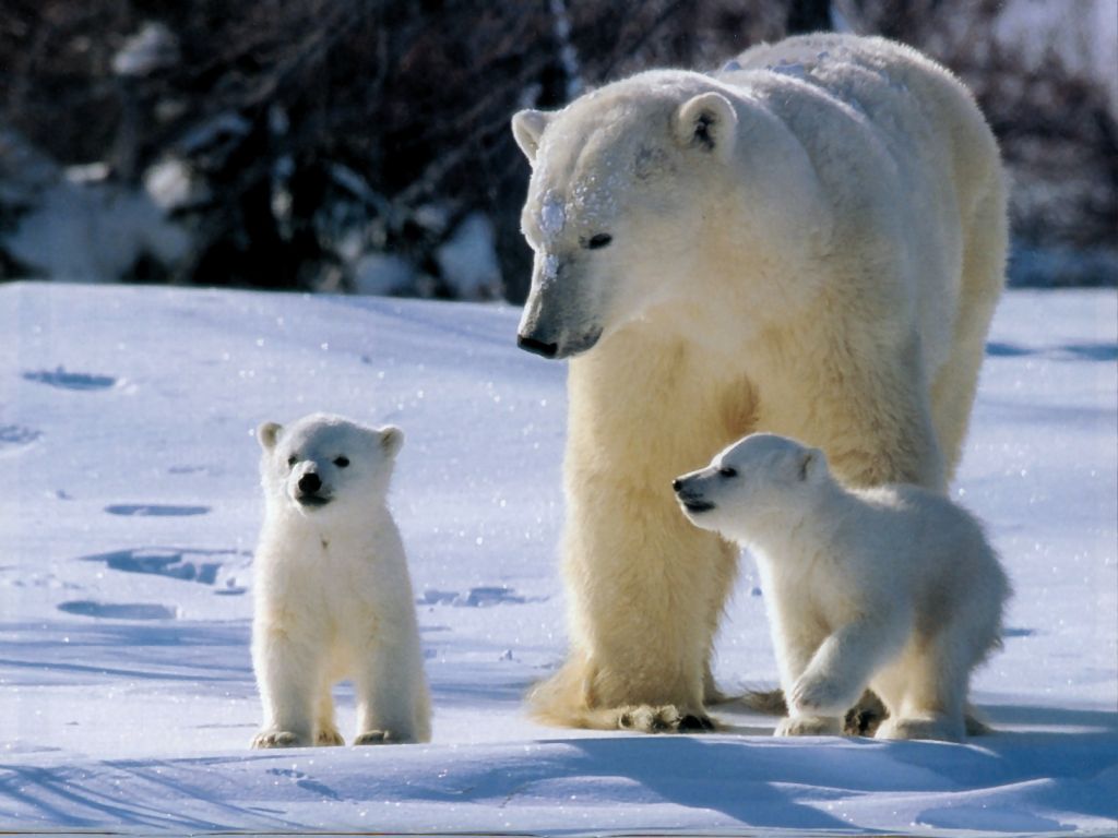 polar-bears-1024x768.jpg