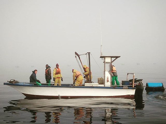 Harvesting oysters in Walvis bay. Namibia has some of the finest oysters. @mert.utazni.jo @eupolisz #mertutaznijo #eupolisz #oyster #harvest #sea #ocean #namibia #atlanticocean #benguelacurrent #waalvisbaai