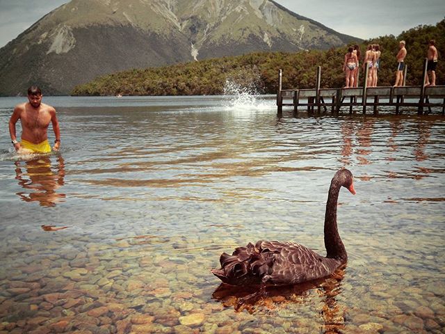 A National Park where you can swim with black swans. Only in NZ.
#mertutaznijo #eupolisz #newzealand #lake #swim #blackswan #lakenelson #nationalpark #summer