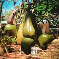 Huha, mi ez a gyümölcs??? OMG what is this fruit??? #mertutaznijo #costarica #fruit #tree #cashew #nut #