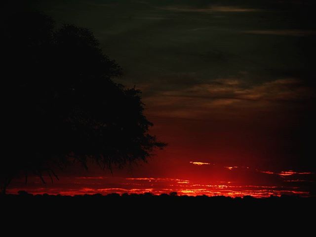 Azok az afrikai naplementék. Those african sunsets. #mertutaznijo #eupolisz #afrika #africa #sunset #savannah #travel #travelphotography #nikon #tree #silhouette #night #bush