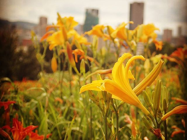 Városi liliomok. Lillies in town. #mertutaznijo #eupolisz #johannesburg #lilly #flowers #afrika #southafrica