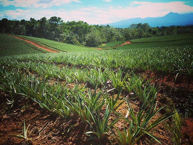 Tudod, mi ez a növény? Do you know what is this plant? #mertutaznijo #eupolisz #costarica #centralamerica #plantation #fruit #travelling #travelphotography @reni.atesz @eupolisz