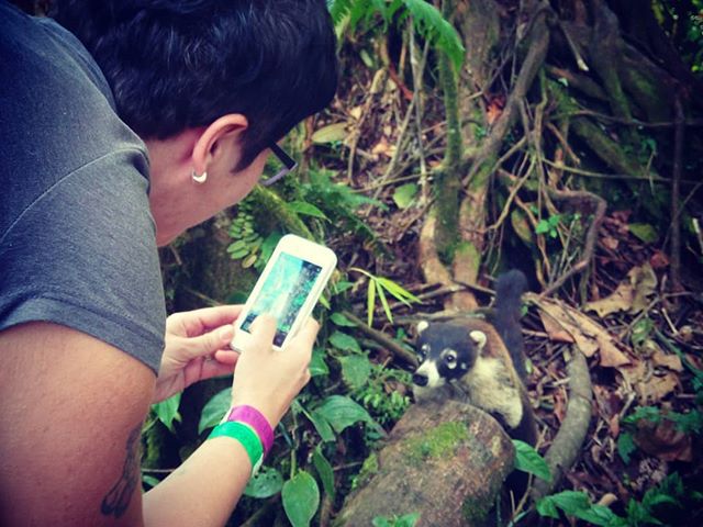 A kis kíváncsi koati. Az ormányos medve Amerikában él, nagyon barátságos és kiderült, hogy fotogén is:) #mertutaznijo @mert.utazni.jo #eupolisz #costarica #jungle #alajuela #coati #travelling #travelphotography #travel @reni.atesz