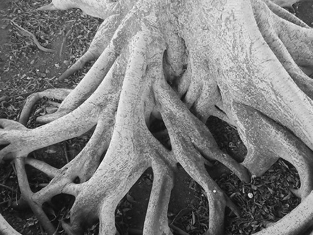 Gyökerek. Roots. #mertutaznijo #eupolisz #travel #travelphotography #tree #roots