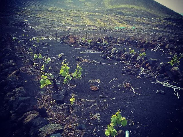 Fekete vulkáni hamuban terem a jó malvázia. La Palmán a szőlőtőkék gaznak tűnnek ipari salakban, viszont a bor a tokaji aszúval vetekszik. On La Palma grapevines in black volcanic ash producing the famous wine malvasia. #mertutaznijo @reni.atesz #eupolisz #canarias #travel #travelphotography #lapalma #wine #grape