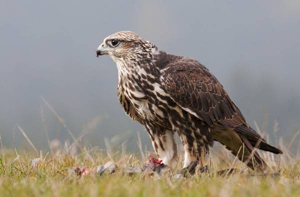 Saker falcon (Falco cherrug) -.jpg