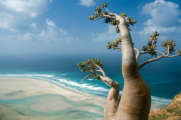 Socotra-In-Yemen.jpg