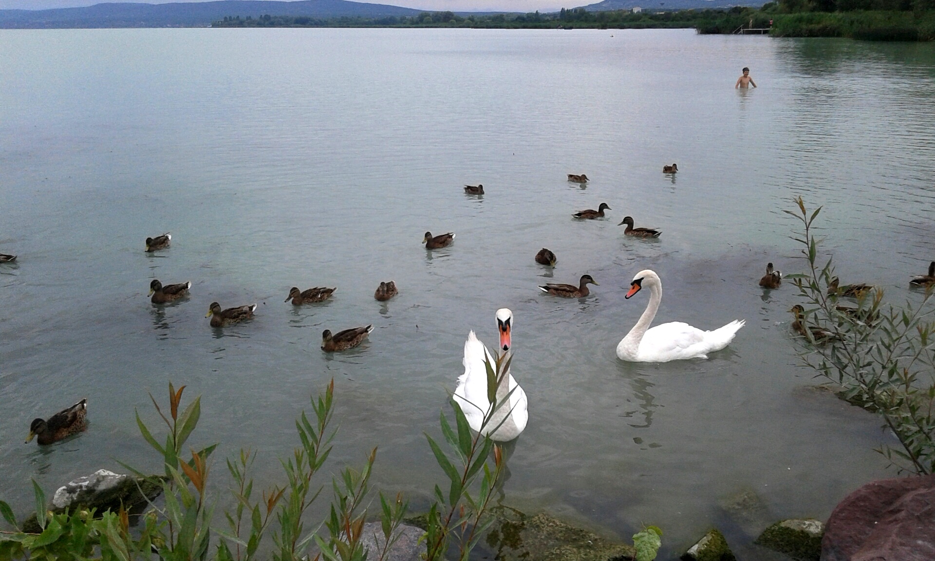 Balaton, kacsák, hattyúk. A száraz kifli nincs a képen.