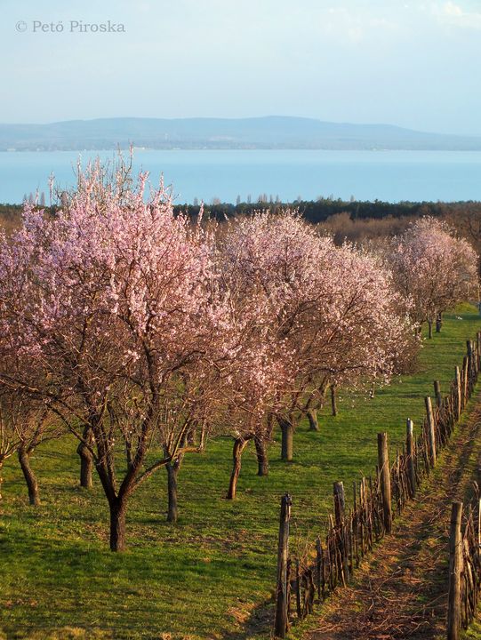 peto_piroska_magyarorszag_balatonakali_jpeg_2.JPG