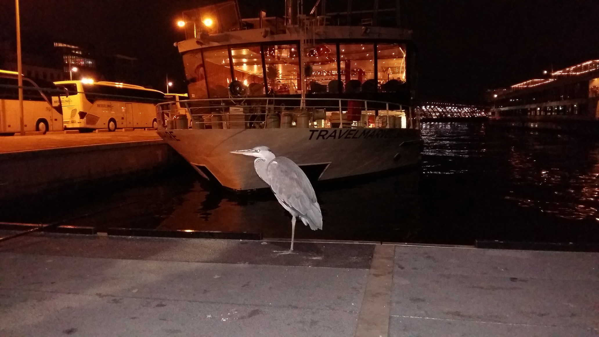 A Bird Waiting at the Amsterdam Docks