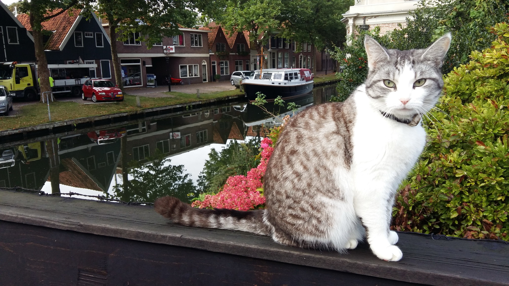 A Local Cat Welcomes Tourists in Edam Holland