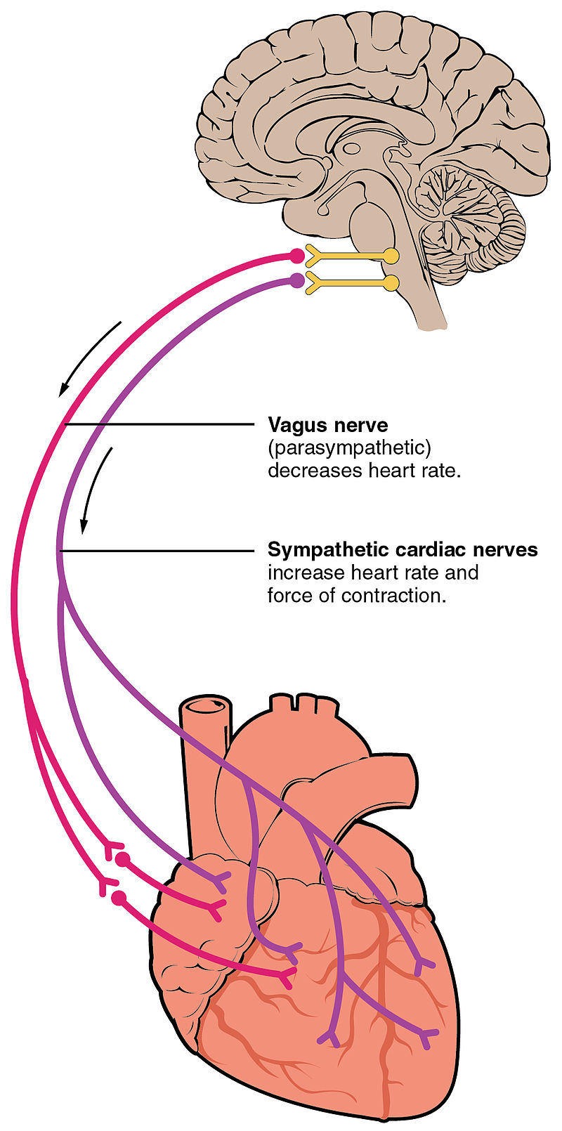 2032_automatic_innervation.jpg